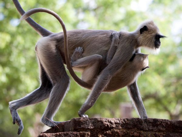 L'île aux singes - Problème au paradis