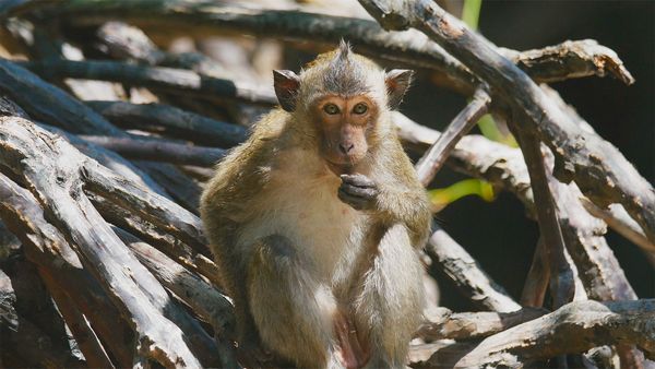 Les mystères du Mékong - Vietnam : vie dans le Delta