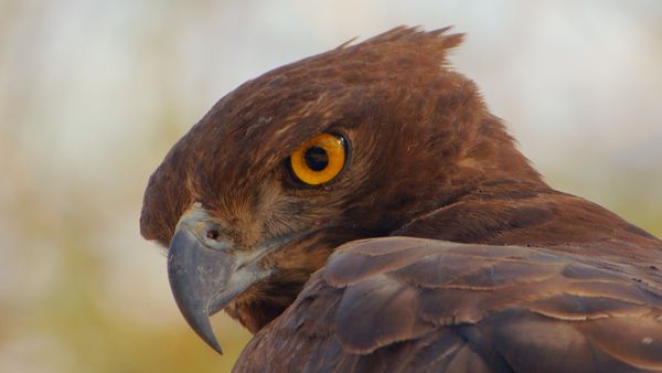Survivre à l'état sauvage - Appétit animal