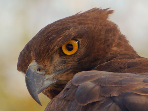 Survivre à l'état sauvage - Appétit animal