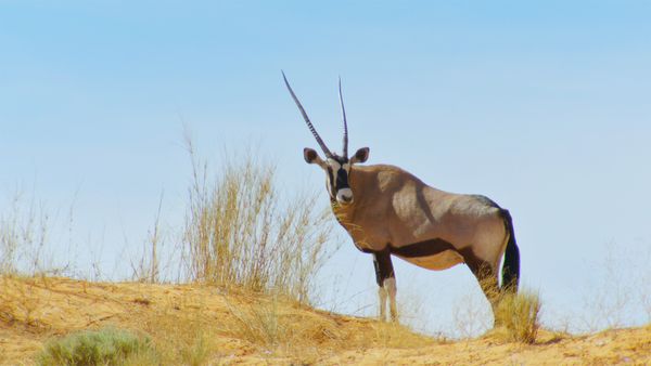 Icônes de la vie sauvage - Springbok et impala : la vie en troupeau
