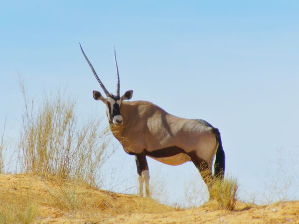 Icônes de la vie sauvage - Springbok et impala : la vie en troupeau