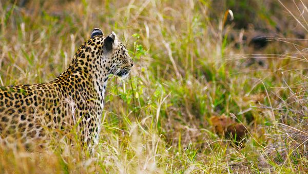 Icônes de la vie sauvage - Les suricates