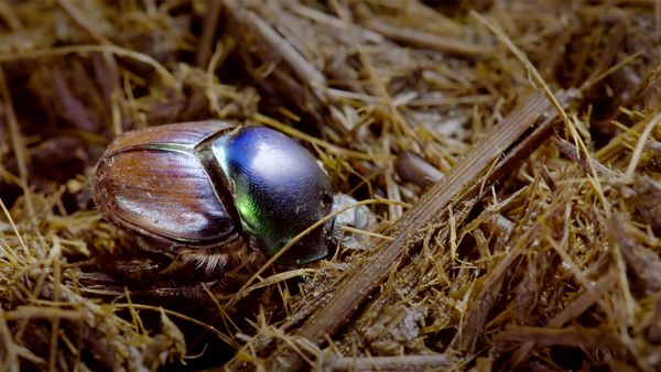 Icônes de la vie sauvage - Les boursiers : recycleurs de la nature