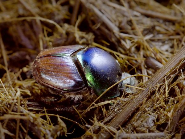Icônes de la vie sauvage - Les boursiers : recycleurs de la nature