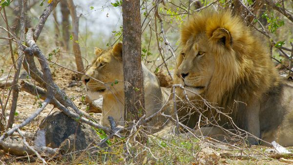 Icônes de la vie sauvage - La vie dans la savane