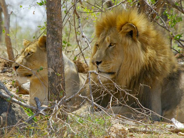 Icônes de la vie sauvage - La vie dans la savane