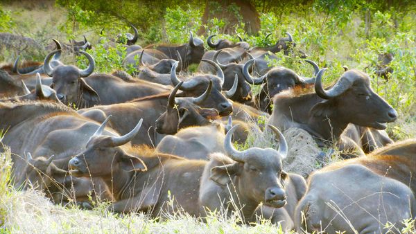Icônes de la vie sauvage - Les fauves d'Afrique