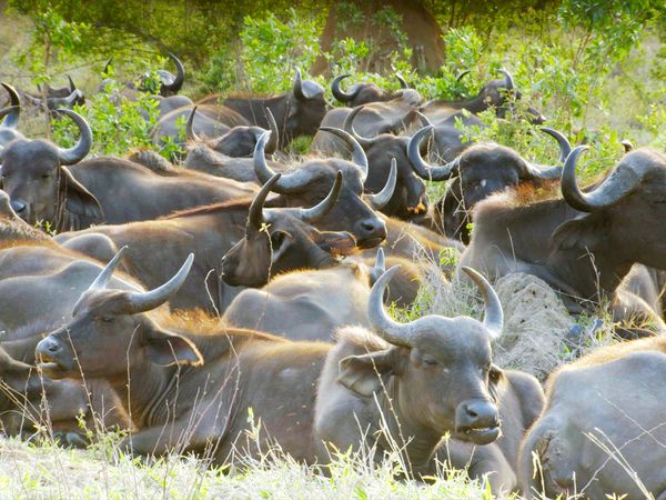 Icônes de la vie sauvage - Les fauves d'Afrique