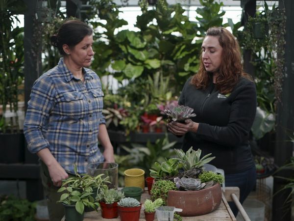 Ask This Old House - E31 | Succulents, Water Filter | Ask This Old House