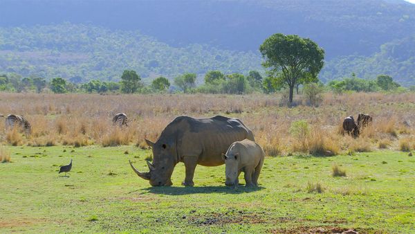 Horizons sauvages d'Afrique - Le Waterberg - Montagnes de vie