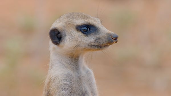 Horizons sauvages d'Afrique - Le Kalahari