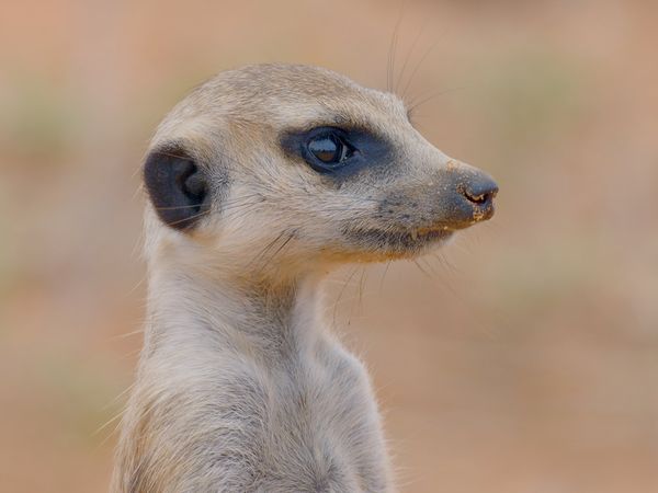 Horizons sauvages d'Afrique - Le Kalahari