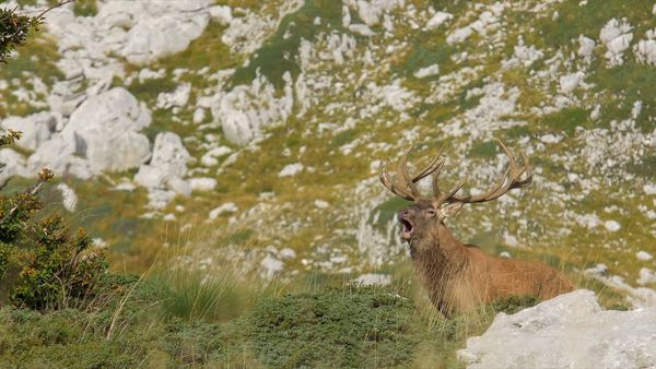 Italien – Im Reich der Raubtiere - Das Rudel Ist Zurueck