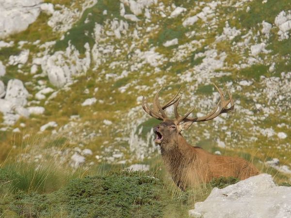 Italien – Im Reich der Raubtiere - Das Rudel Ist Zurueck