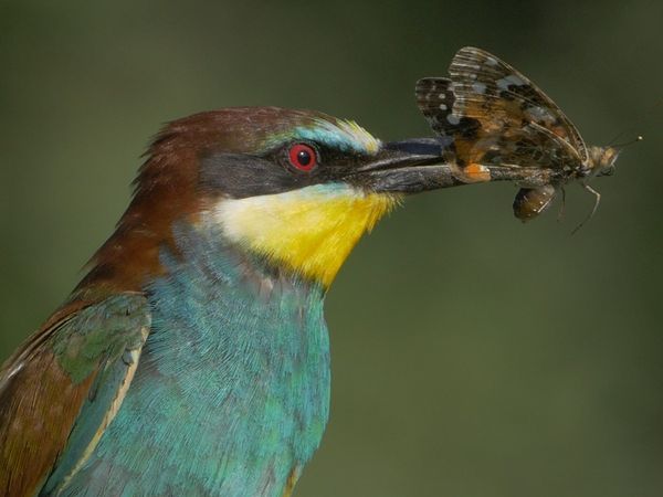 Italien – Im Reich der Raubtiere - Die Gottesanbeterin Mantis