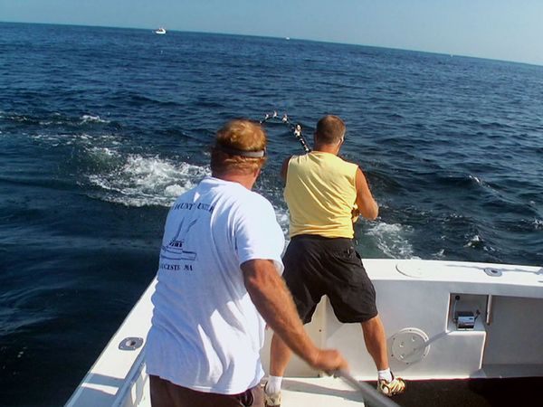 Wicked Tuna - Shark Attack