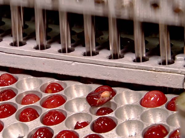 Fresh With Anna Olson - Baby-sized Bites