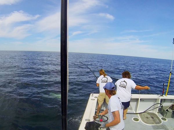 Wicked Tuna - Checkmate