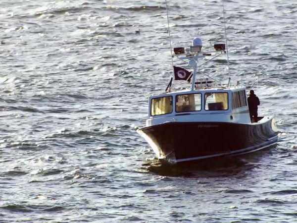 Wicked Tuna - Battle Royale