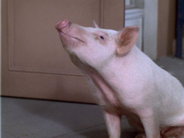 Green Acres - Star Witness