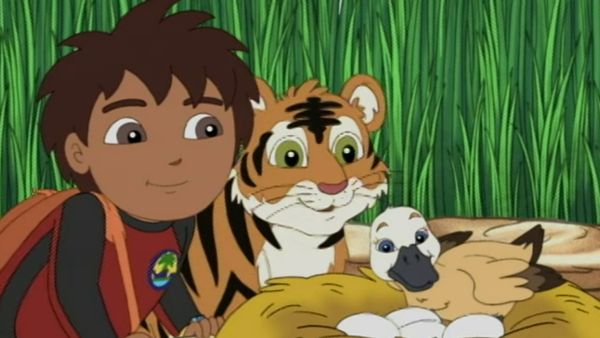 Go Diego Go LT - El tigre bengala pide un deseo