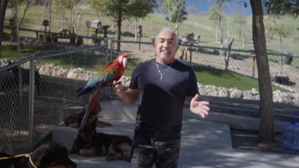 MTV Cribs NO - Iman Shumpert / Heidi and Spencer Pratt / Cesar Millan