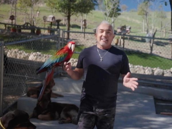 MTV Cribs NO - Iman Shumpert / Heidi and Spencer Pratt / Cesar Millan