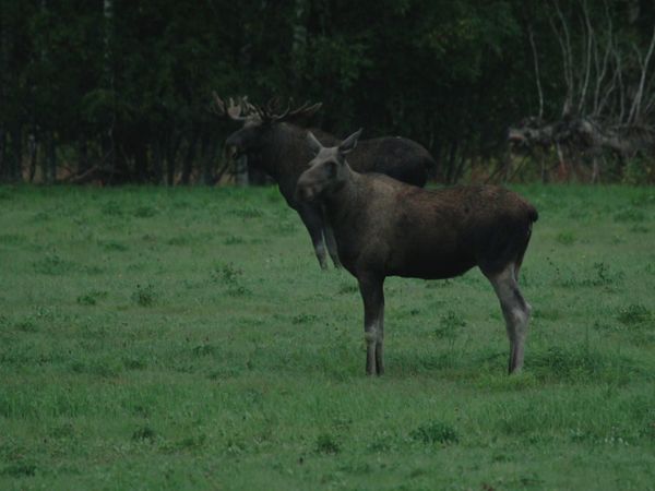 Vild Kärlek SV - Avsnitt 102