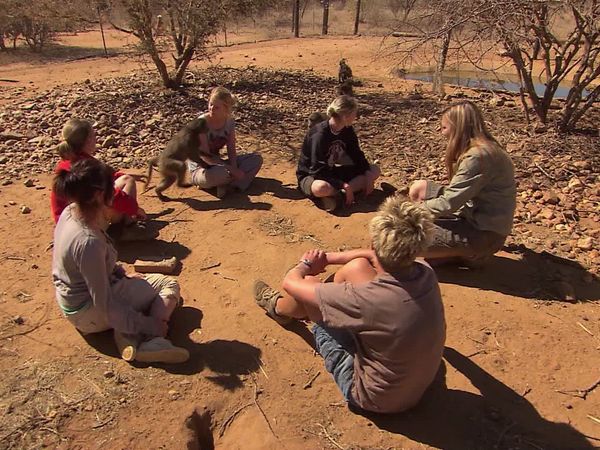 Wild Animal Orphans - Big Cats and Baby Baboons