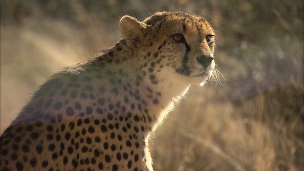 Wild Animal Orphans - Preparing for the Big Release
