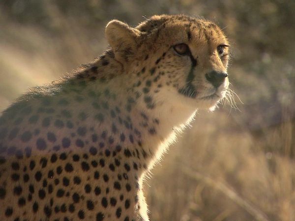 Wild Animal Orphans - Preparing for the Big Release