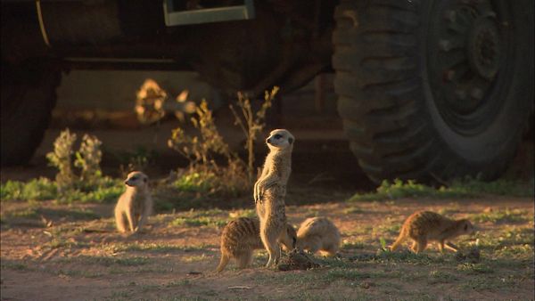 Wild Animal Orphans - The Big Release
