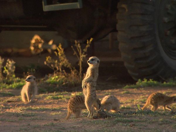 Wild Animal Orphans - The Big Release