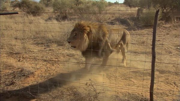 Wild Animal Orphans - The Big Relocate