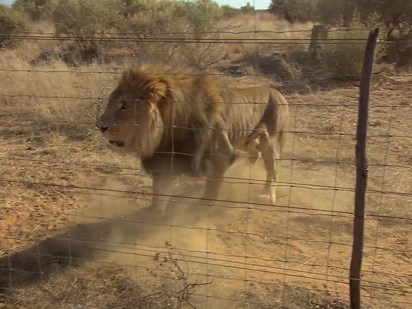 Wild Animal Orphans - The Big Relocate