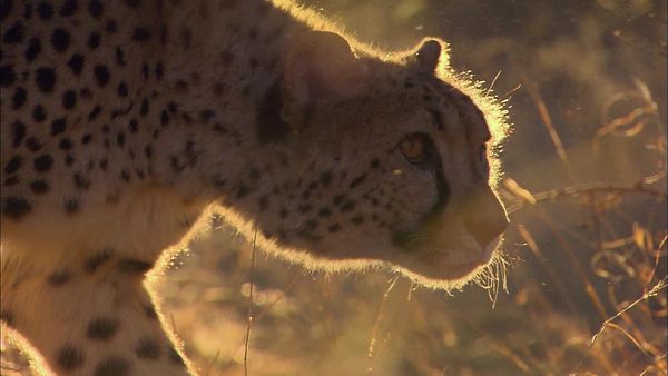 Wild Animal Orphans - New Beginnings and Sad Endings