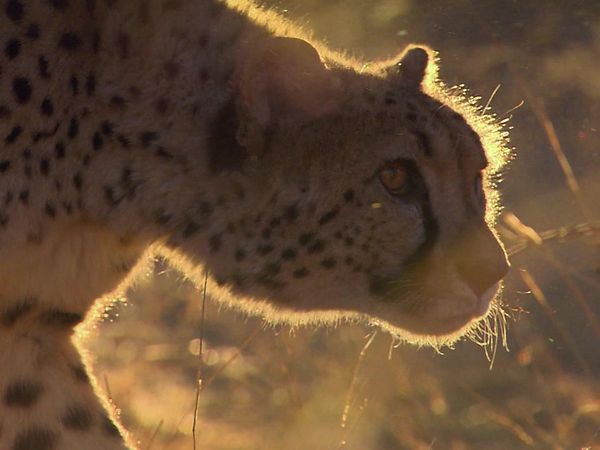 Wild Animal Orphans - New Beginnings and Sad Endings