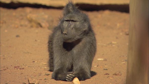 Wild Animal Orphans - Tooth Trouble and Game Court