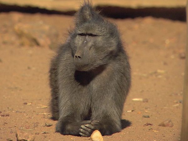 Wild Animal Orphans - Tooth Trouble and Game Court