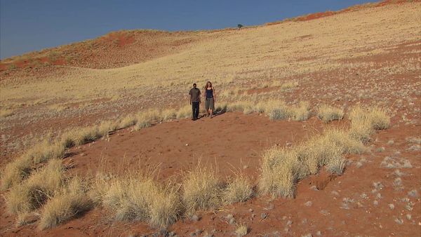 Wild Animal Orphans - Signs in the Sand