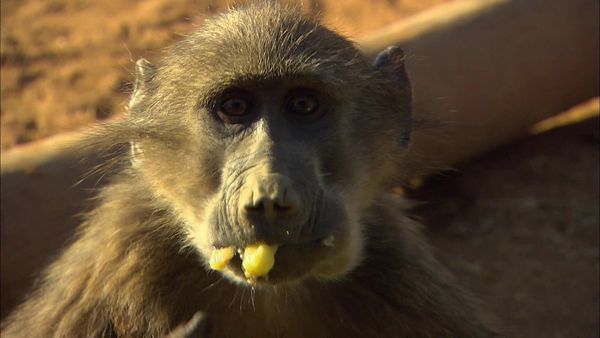 Wild Animal Orphans - Baby Baboons