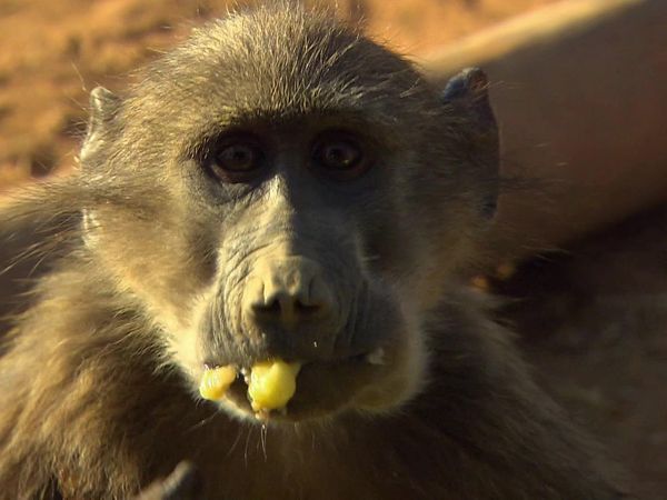 Wild Animal Orphans - Baby Baboons