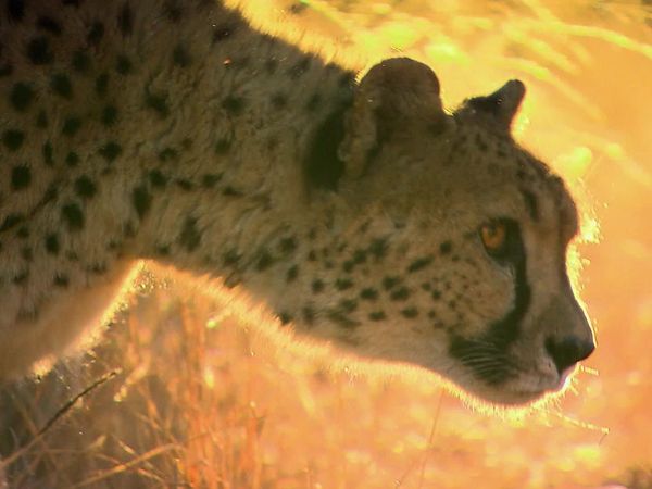 Wild Animal Orphans - Operation Wild Dog