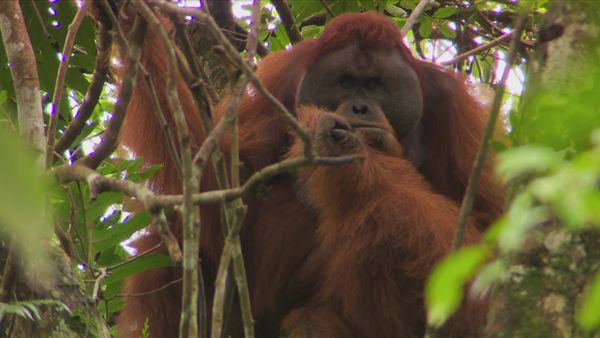 The Travel Bug - Sumatra, Part II