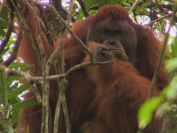 The Travel Bug - Sumatra, Part II