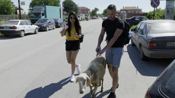 Viajar con una cabra - Sheep