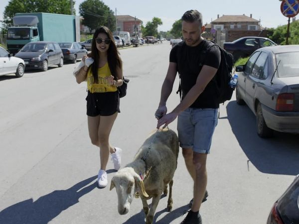 Viajar con una cabra - Sheep