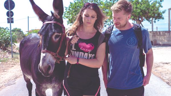 Viajar con una cabra - Donkey