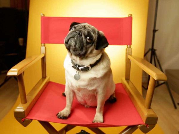 My Pet's Gone Viral - Episode 7